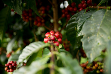 Farmer concept harvest fruit ripe coffee seed robusta arabica berry close up fresh green leaf bean picking orange crop red yellow berries raw plant tree farm growth blur background eco organic gardenの写真素材