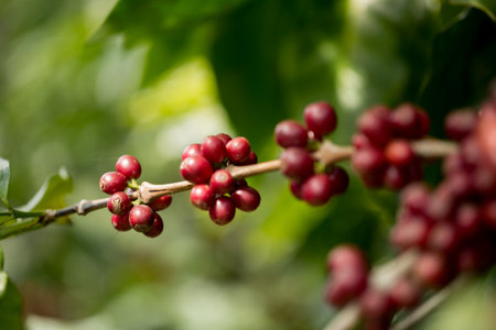 Farmer concept harvest fruit ripe coffee seed robusta arabica berry close up fresh green leaf bean...
