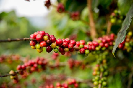Farmer concept harvest fruit ripe coffee seed robusta arabica berry close up fresh green leaf bean picking orange crop red yellow berries raw plant tree farm growth blur background eco organic gardenの写真素材