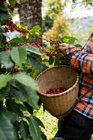 Farmer concept harvest hand ripe coffee seed robusta arabica berry close up fresh green leaf bean picking orange crop red yellow berries raw plant tree farm growth blur background eco organic gardenの写真素材