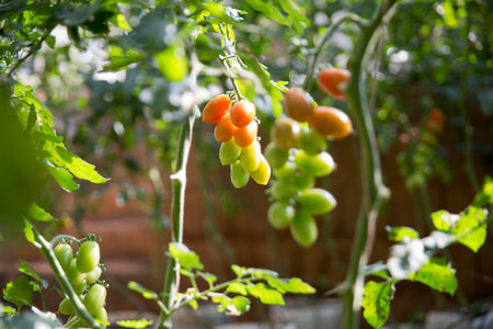Smart farming techniques hydroponic salad vegetables technology tomato red green ensuring fresh sustainable produce agriculture promotes healthy eating support farmer living local community non gmoの写真素材