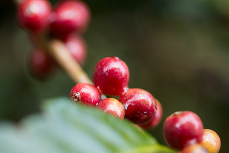Farmer concept harvest fruit ripe coffee seed robusta arabica berry close up fresh green leaf bean picking orange crop red yellow berries raw plant tree farm growth blur background eco organic gardenの写真素材