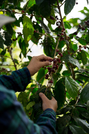 Farmer concept harvest hand ripe coffee seed robusta arabica berry close up fresh green leaf bean picking orange crop red yellow berries raw plant tree farm growth blur background eco organic gardenの写真素材
