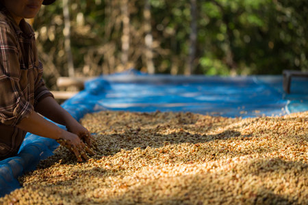 Close up smart farmer techniques hand coffee bean machinery roast apparatus dry sunlight tool sunbeam sunray sunshine fresh garden produce agriculture promotes farmer concept farm blur backgroundの写真素材