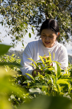Business concept centers around fresh green tea reap background leaves organic farm with banner lush...