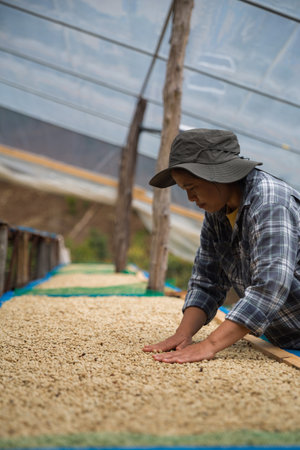 Farmer concept hand harvest ripe coffee seed robusta arabica berry close up fresh green leaf bean picking orange crop red yellow berries raw plant tree farm growth blur background eco organic gardenの写真素材