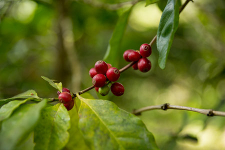 Farmer concept harvest fruit ripe coffee seed robusta arabica berry close up fresh green leaf bean picking orange crop red yellow berries raw plant tree farm growth blur background eco organic gardenの写真素材