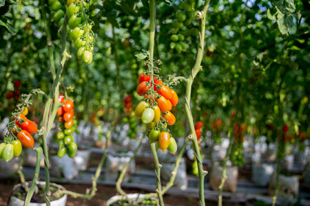 Smart farming techniques hydroponic salad vegetables technology tomato red green ensuring fresh sustainable produce agriculture promotes healthy eating support farmer living local community non gmoの写真素材