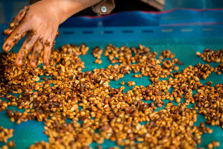 Close up smart farmer techniques hand coffee bean machinery roast apparatus dry sunlight tool...