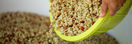 Close up smart farmer techniques hand coffee bean machinery roast apparatus dry sunlight tool...
