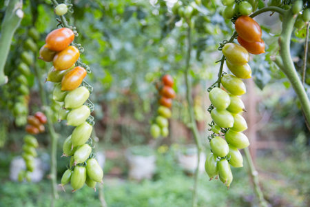 Smart farming techniques hydroponic salad vegetables technology tomato red green ensuring fresh sustainable produce agriculture promotes healthy eating support farmer living local community non gmoの写真素材