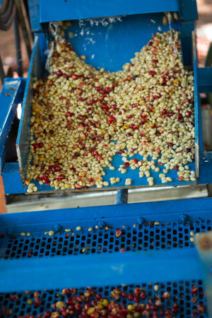 Smart farming techniques machinery roast apparatus coffee bean dry sunlight tool sunbeam sunray sunshine fresh garden produce agriculture promotes farmer concept close up plant farm blur backgroundの写真素材