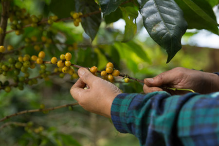 Farmer concept harvest hand ripe coffee seed robusta arabica berry close up fresh green leaf bean picking orange crop red yellow berries raw plant tree farm growth blur background eco organic gardenの写真素材