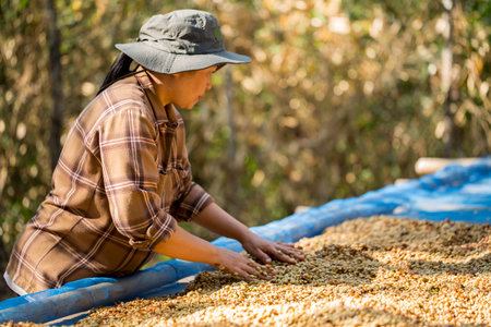 Close up smart farmer techniques hand coffee bean machinery roast apparatus dry sunlight tool sunbeam sunray sunshine fresh garden produce agriculture promotes farmer concept farm blur backgroundの写真素材