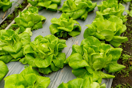 Smart farming techniques hydroponic salad vegetables red oak green lettuce ensuring fresh...