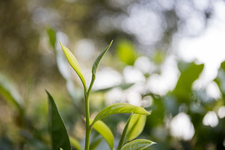 Business concept centers around fresh green tea reap background leaves organic farm with banner lush garden healthy plant tree leaves eco herbal farmer blur leaf plantation Freshness herbal naturalの写真素材