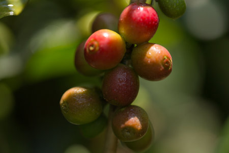 Farmer concept harvest fruit ripe coffee seed robusta arabica berry close up fresh green leaf bean picking orange crop red yellow berries raw plant tree farm growth blur background eco organic gardenの写真素材