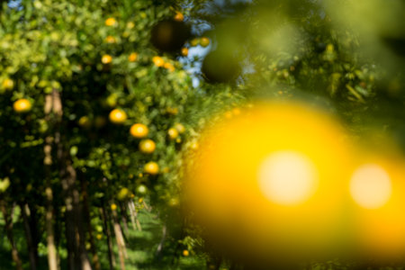 Business concept nature revolves around citrus orchard orange tree are growing, vibrant fruit organic lush leaves creating stunning background, green blur garden of thriving crop ripe laden branchesの写真素材