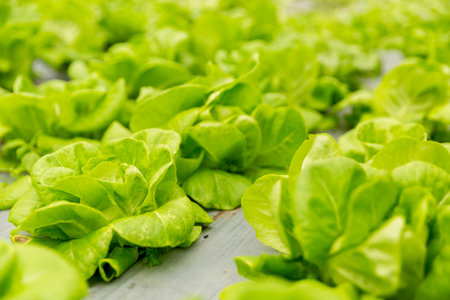 Smart farming techniques hydroponic salad vegetables red oak green lettuce ensuring fresh sustainable produce fresh produce sustainable agriculture promotes healthy eating support local community.の写真素材