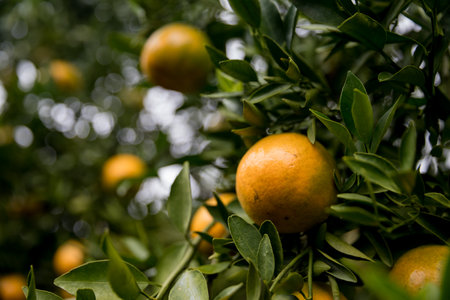 Business farm orange concept nature fruit citrus orchard mandarin tree growing, vibrant organic lush leaves background farmer green garden crop leaf ripe laden branches plant close up farming growth.の写真素材
