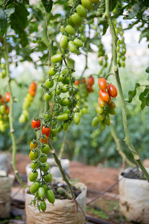 Smart farming techniques hydroponic salad vegetables technology tomato red green ensuring fresh sustainable produce agriculture promotes healthy eating support farmer living local community non gmoの写真素材