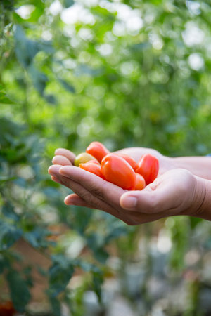 Smart farming techniques hydroponic salad vegetables technology tomato red green ensuring fresh sustainable produce agriculture promotes healthy eating support farmer living local community non gmoの写真素材
