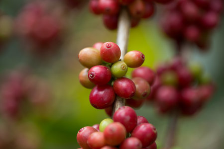 Farmer concept harvest fruit ripe coffee seed robusta arabica berry close up fresh green leaf bean picking orange crop red yellow berries raw plant tree farm growth blur background eco organic gardenの写真素材