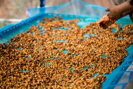Close up smart farmer techniques hand coffee bean machinery roast apparatus dry sunlight tool sunbeam sunray sunshine fresh garden produce agriculture promotes farmer concept farm blur backgroundの写真素材