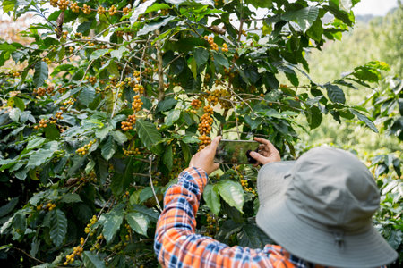 Farmer concept harvest hand ripe coffee seed robusta arabica berry close up fresh green leaf bean picking orange crop red yellow berries raw plant tree farm growth blur background eco organic gardenの写真素材