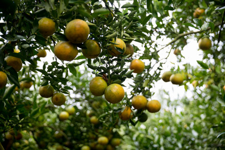 Business farm orange concept nature fruit citrus orchard mandarin tree growing, vibrant organic lush leaves background farmer green garden crop leaf ripe laden branches plant close up farming growth.の写真素材
