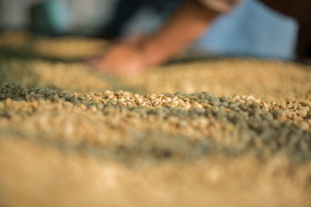 Close up smart farmer techniques hand coffee bean machinery roast apparatus dry sunlight tool sunbeam sunray sunshine fresh garden produce agriculture promotes farmer concept farm blur backgroundの写真素材