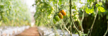 Smart farming techniques hydroponic salad vegetables technology tomato red green ensuring fresh sustainable produce agriculture promotes healthy eating support farmer living local community non gmoの写真素材