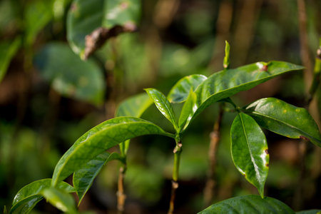 Smart farming techniques hydroponic fresh garden produce agriculture promotes farmer concept seedling coffee pot close up fresh green plant tree farm growth blur background organic garden cultivateの写真素材