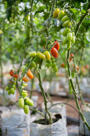 Smart farming techniques hydroponic salad vegetables technology tomato red green ensuring fresh sustainable produce agriculture promotes healthy eating support farmer living local community non gmoの写真素材