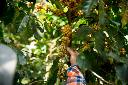 Farmer concept harvest hand ripe coffee seed robusta arabica berry close up fresh green leaf bean picking orange crop red yellow berries raw plant tree farm growth blur background eco organic gardenの写真素材