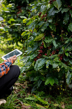 Farmer concept harvest hand ripe coffee seed robusta arabica berry close up fresh green leaf bean picking orange crop red yellow berries raw plant tree farm growth blur background eco organic gardenの写真素材