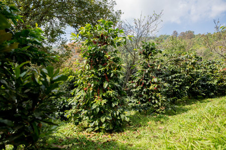 Farmer concept harvest fruit ripe coffee seed robusta arabica berry close up fresh green leaf bean picking orange crop red yellow berries raw plant tree farm growth blur background eco organic gardenの写真素材
