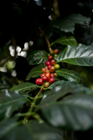 Farmer concept harvest fruit ripe coffee seed robusta arabica berry close up fresh green leaf bean picking orange crop red yellow berries raw plant tree farm growth blur background eco organic gardenの写真素材
