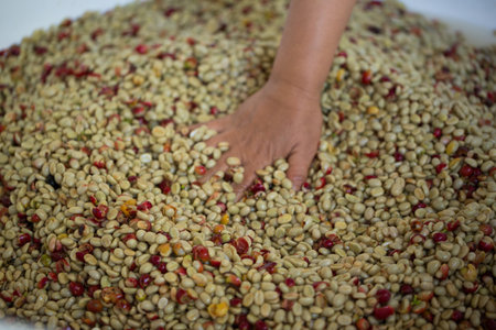Close up smart farmer techniques hand coffee bean machinery roast apparatus dry sunlight tool sunbeam sunray sunshine fresh garden produce agriculture promotes farmer concept farm blur backgroundの写真素材