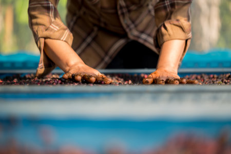 Close up smart farmer techniques hand coffee bean machinery roast apparatus dry sunlight tool sunbeam sunray sunshine fresh garden produce agriculture promotes farmer concept farm blur backgroundの写真素材