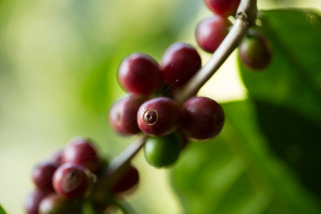 Farmer concept harvest fruit ripe coffee seed robusta arabica berry close up fresh green leaf bean picking orange crop red yellow berries raw plant tree farm growth blur background eco organic gardenの写真素材