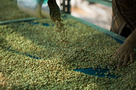Close up smart farmer techniques hand coffee bean machinery roast apparatus dry sunlight tool sunbeam sunray sunshine fresh garden produce agriculture promotes farmer concept farm blur backgroundの写真素材