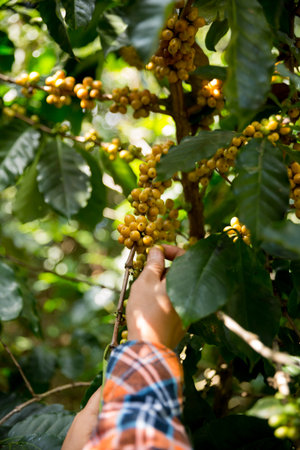 Farmer concept harvest hand ripe coffee seed robusta arabica berry close up fresh green leaf bean picking orange crop red yellow berries raw plant tree farm growth blur background eco organic gardenの写真素材