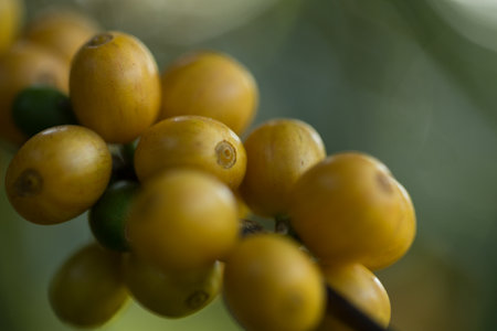 Farmer concept harvest fruit ripe coffee seed robusta arabica berry close up fresh green leaf bean picking orange crop red yellow berries raw plant tree farm growth blur background eco organic gardenの写真素材