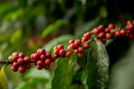 Farmer concept harvest fruit ripe coffee seed robusta arabica berry close up fresh green leaf bean picking orange crop red yellow berries raw plant tree farm growth blur background eco organic gardenの写真素材