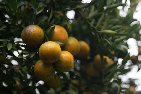 Business farm orange concept nature fruit citrus orchard mandarin tree growing, vibrant organic lush leaves background farmer green garden crop leaf ripe laden branches plant close up farming growth.の写真素材