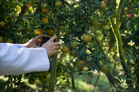 Business farm ripe orange concept farmer hand pick nature fruit citrus orchard mandarin tree growing organic lush leaves background green vibrant garden crop leaf laden branches plant close up growthの写真素材