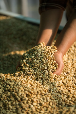 Close up smart farmer techniques hand coffee bean machinery roast apparatus dry sunlight tool sunbeam sunray sunshine fresh garden produce agriculture promotes farmer concept farm blur backgroundの写真素材