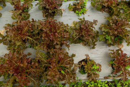 Smart farming techniques hydroponic salad vegetables red oak green lettuce ensuring fresh...