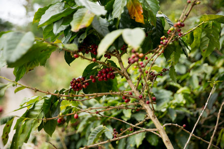Farmer concept harvest fruit ripe coffee seed robusta arabica berry close up fresh green leaf bean picking orange crop red yellow berries raw plant tree farm growth blur background eco organic gardenの写真素材